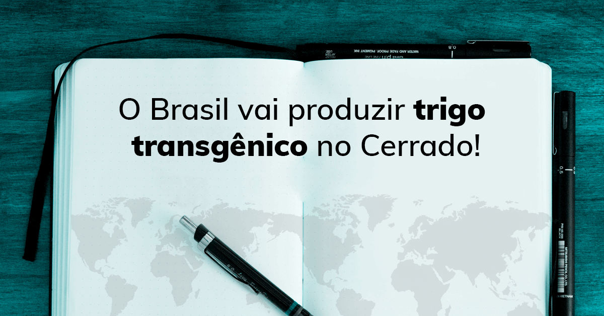 O Brasil vai produzir trigo transgênico no Cerrado!